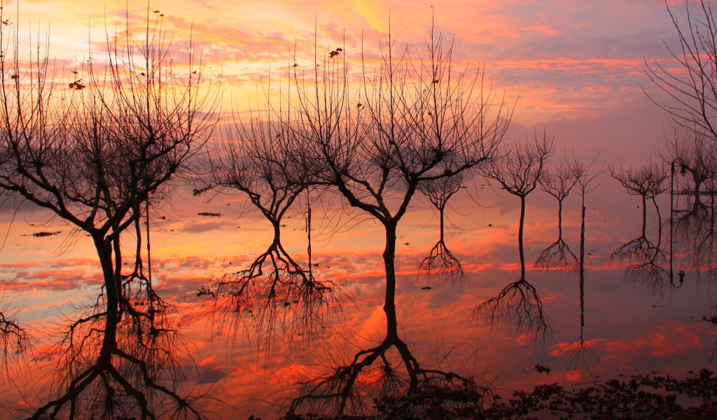 Отражение деревьев на закате
