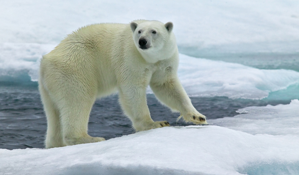 Северный медведь на льду