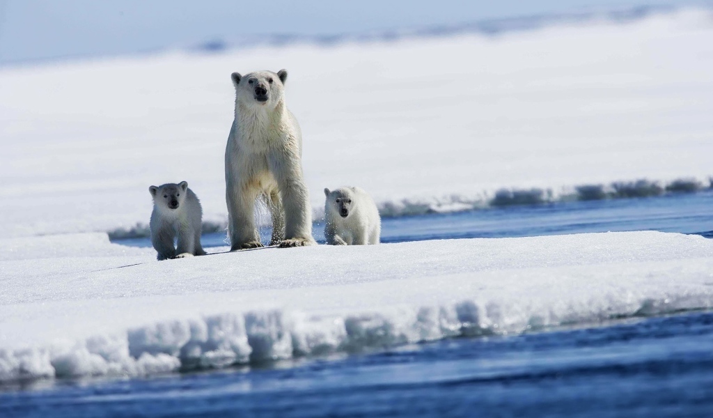 Медведица и детеныши