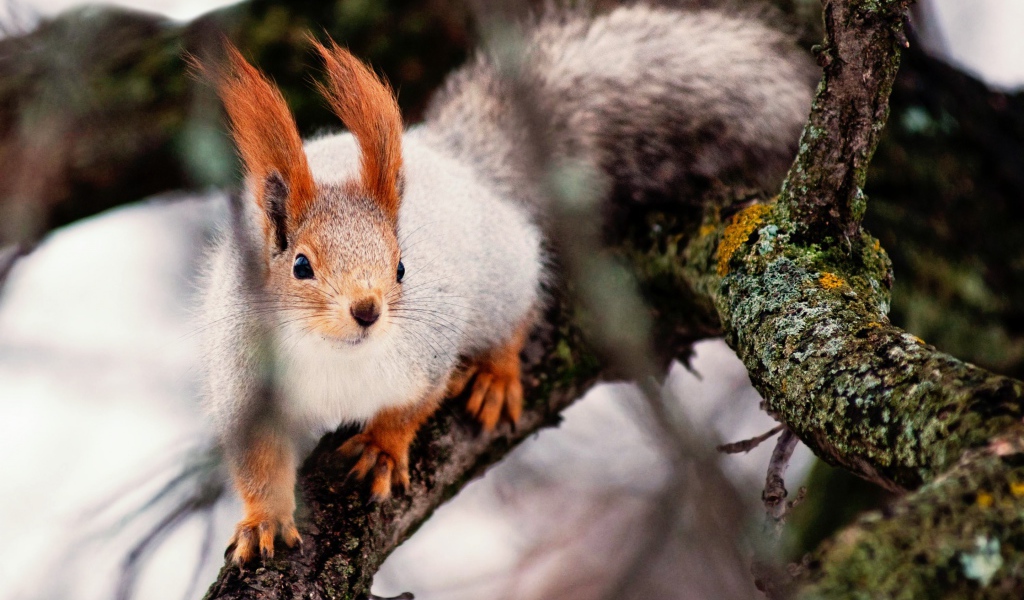 Ловкая белка