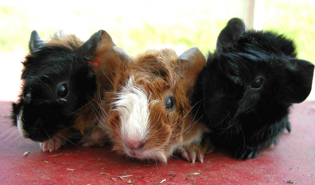 Морские свинки
