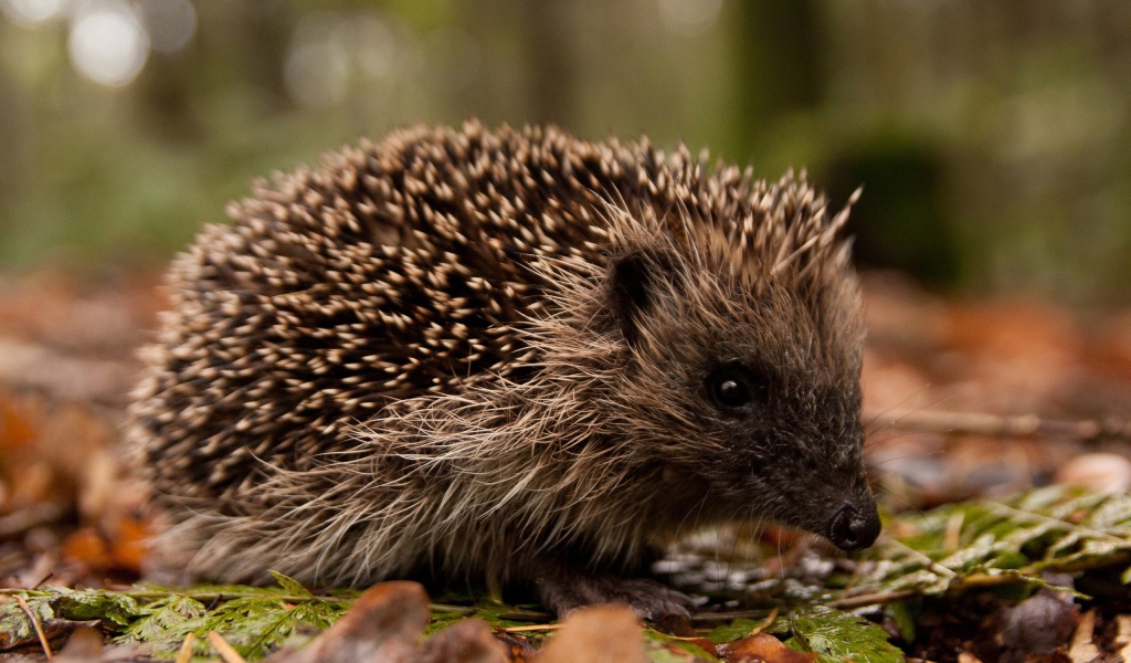 Ежик в лесу