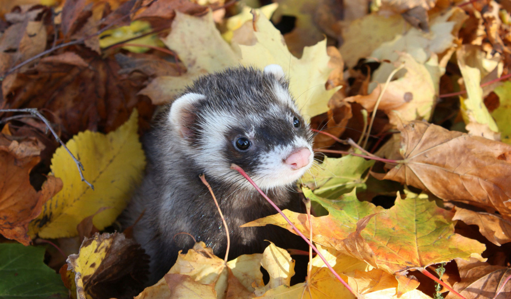 Хорек в листьях