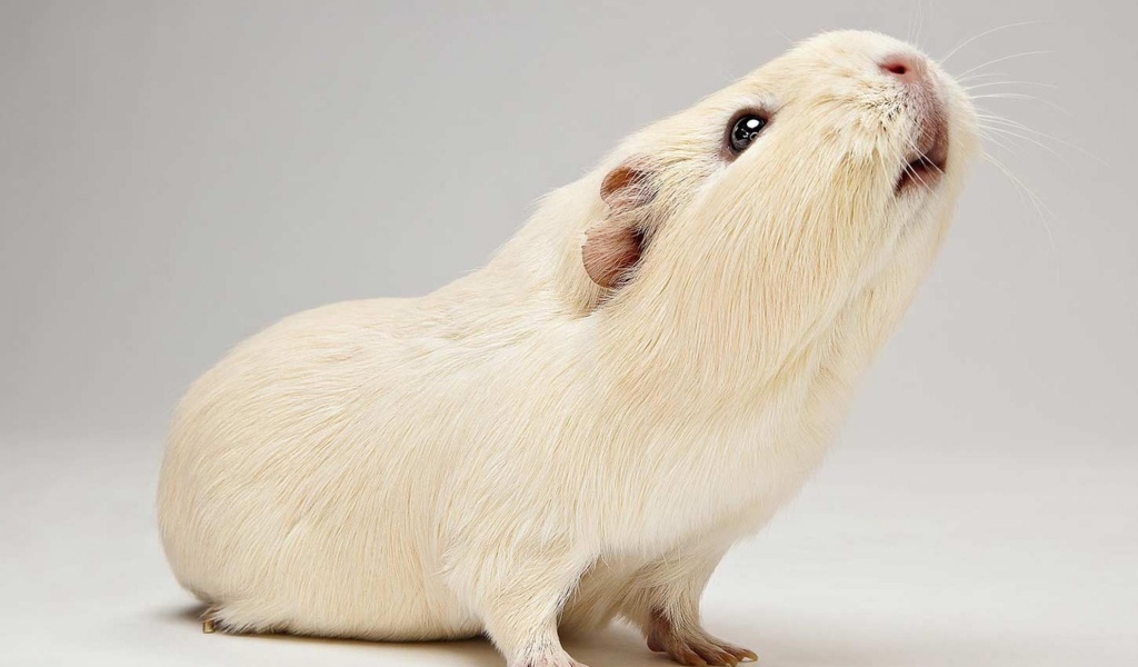 Белая морская свинка