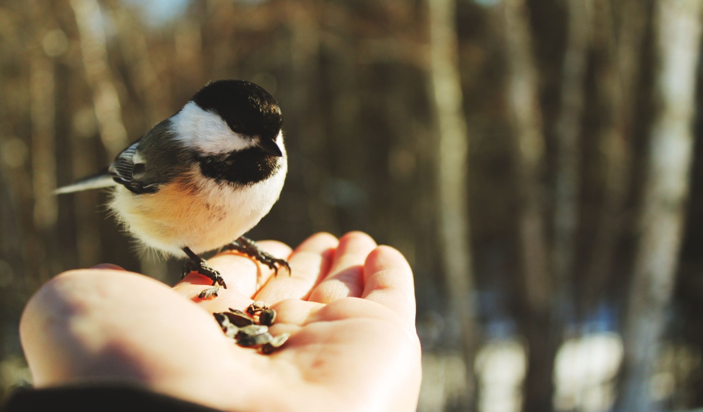 Птичка на ладони