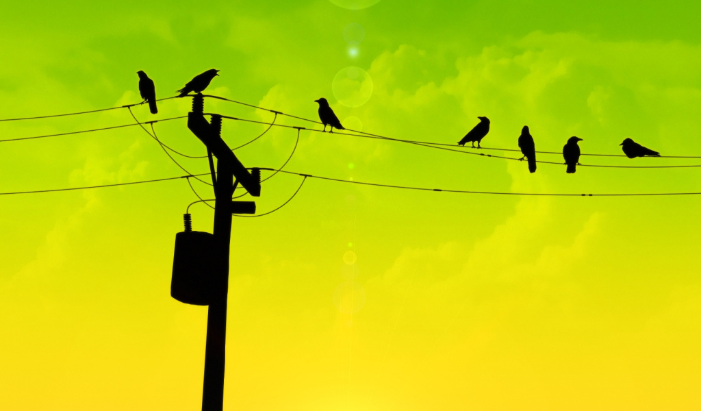 Птицы на проводах