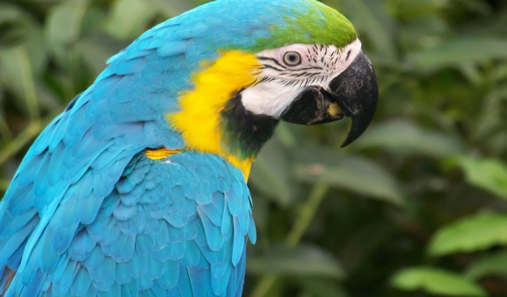 Голубой папугай