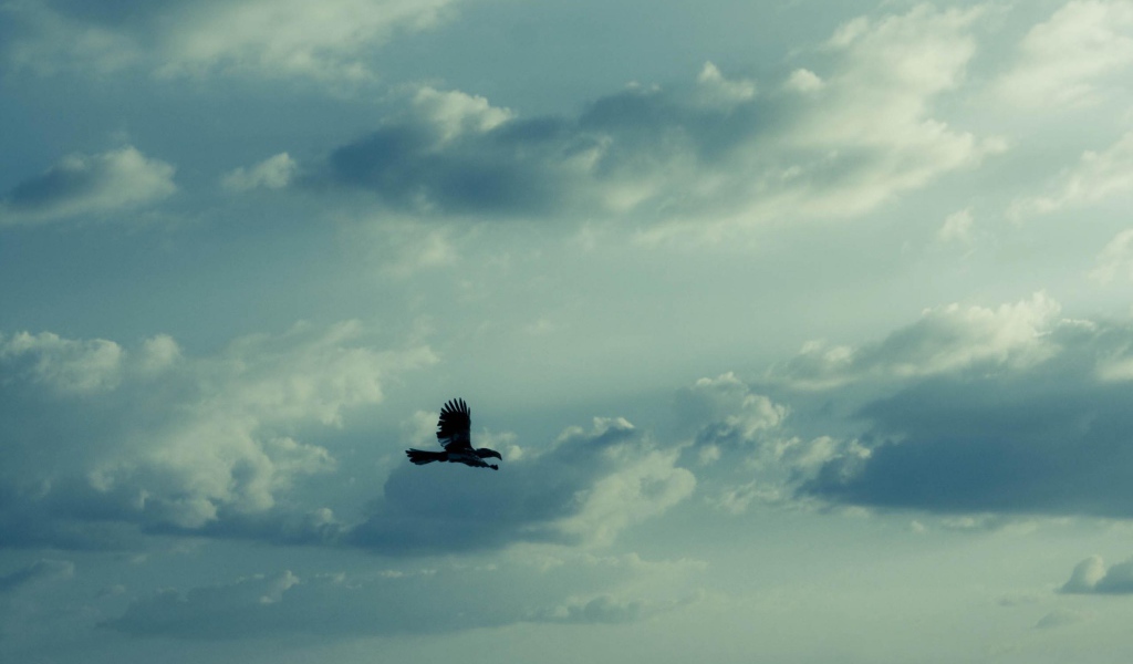 Орел в небе