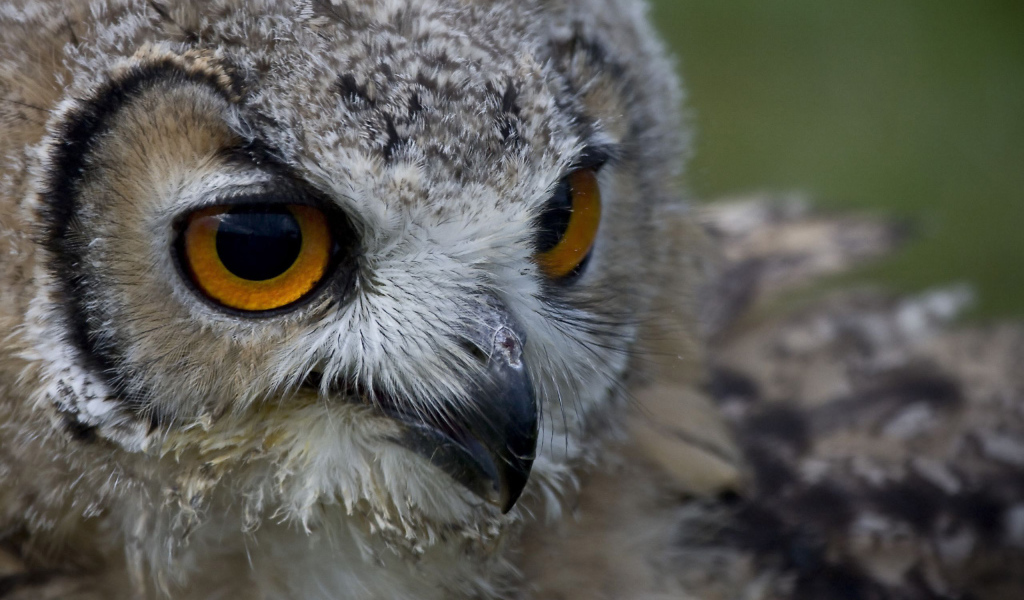 Взгляд совы