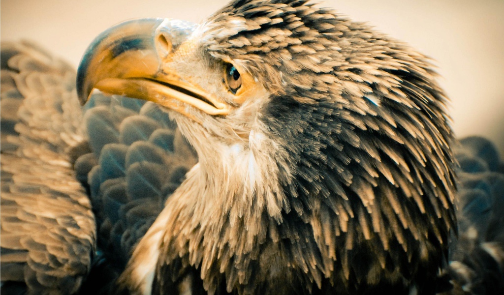 Старый орлан