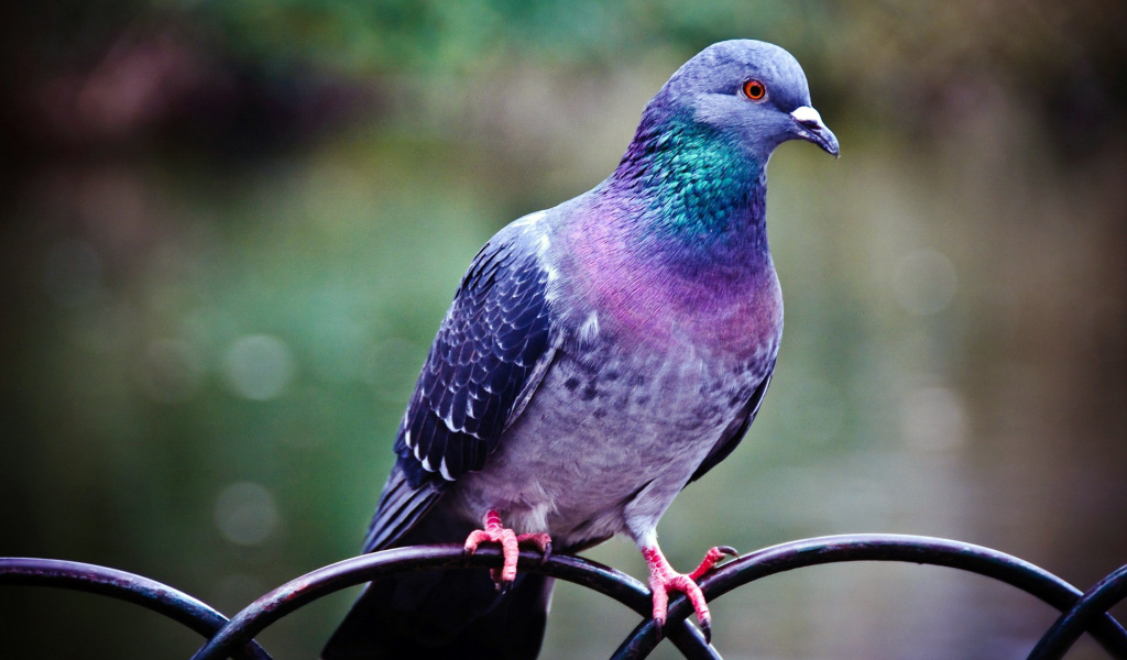 Голубь на заборе