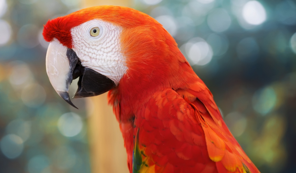 Красный попугай