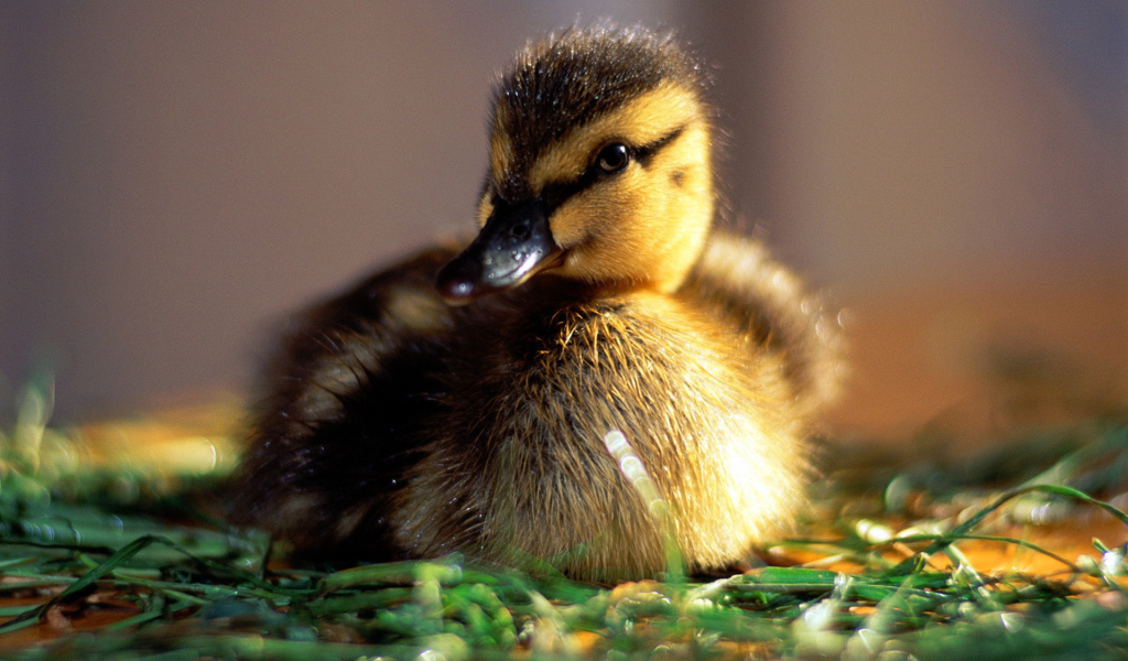 Маленький утенок