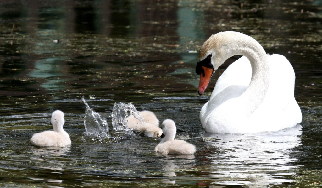 Лебедь с семейством
