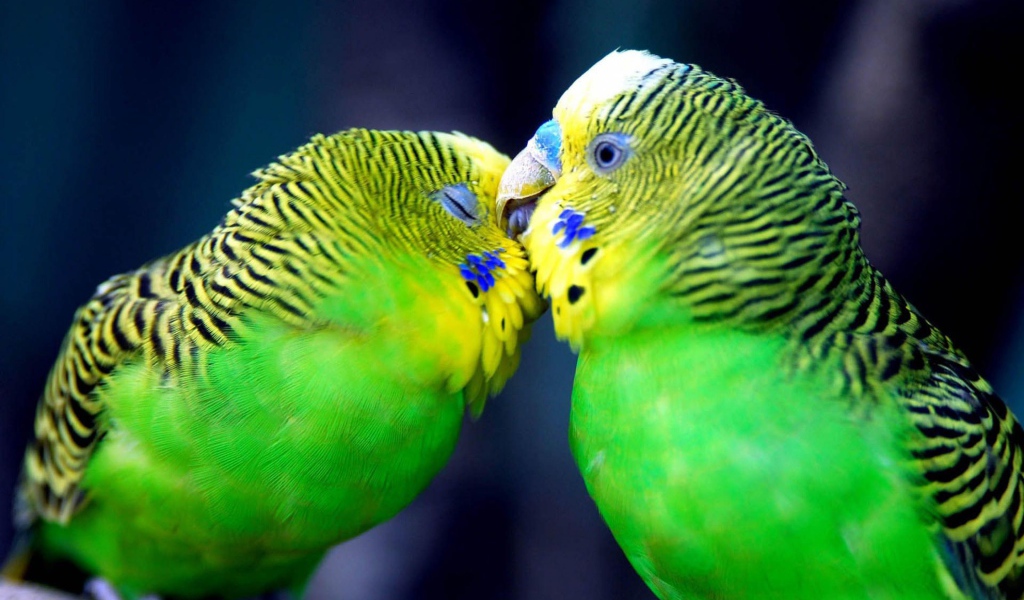 Два попугая