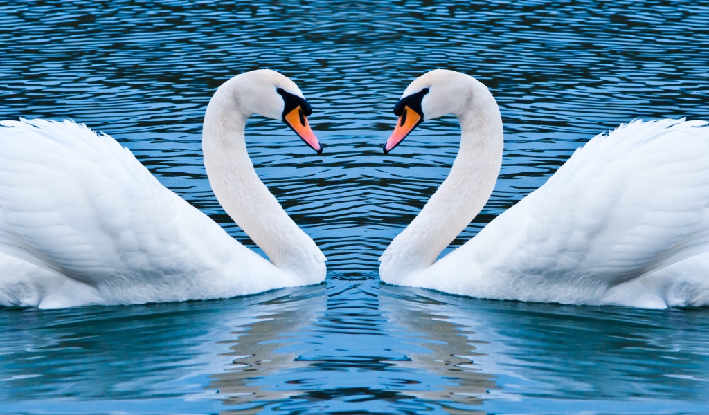 Два лебедя