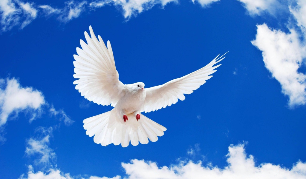 Белый голубь в небе