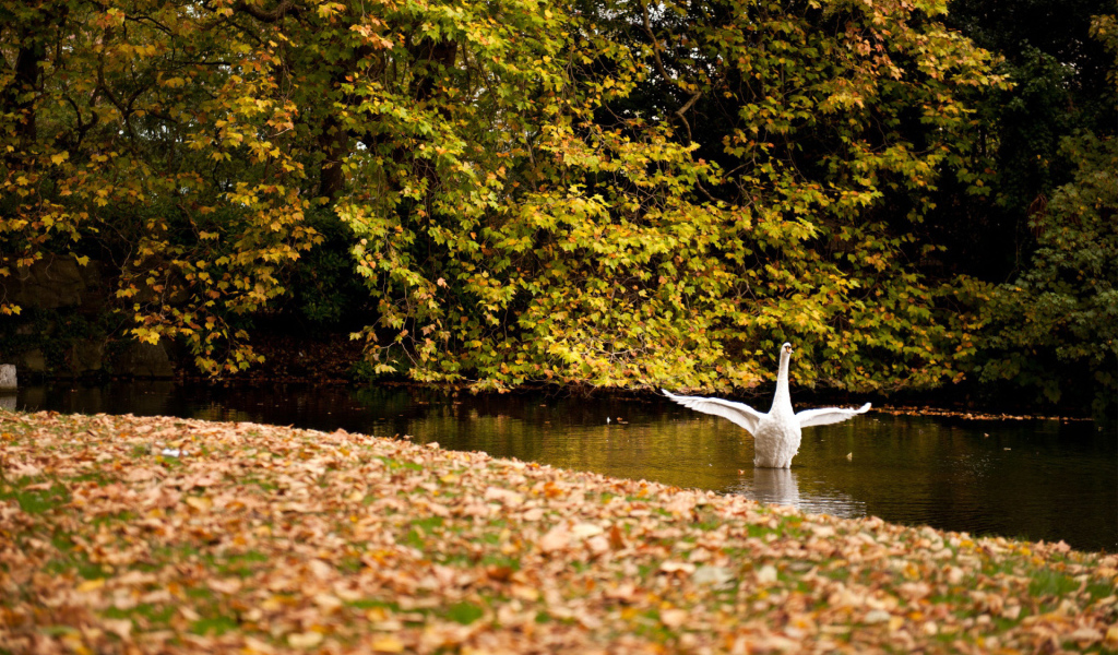 Белый лебедь осенью