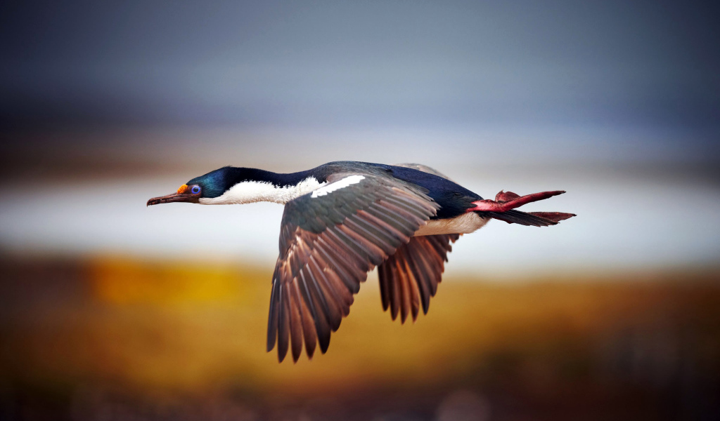 Дикая утка в полете