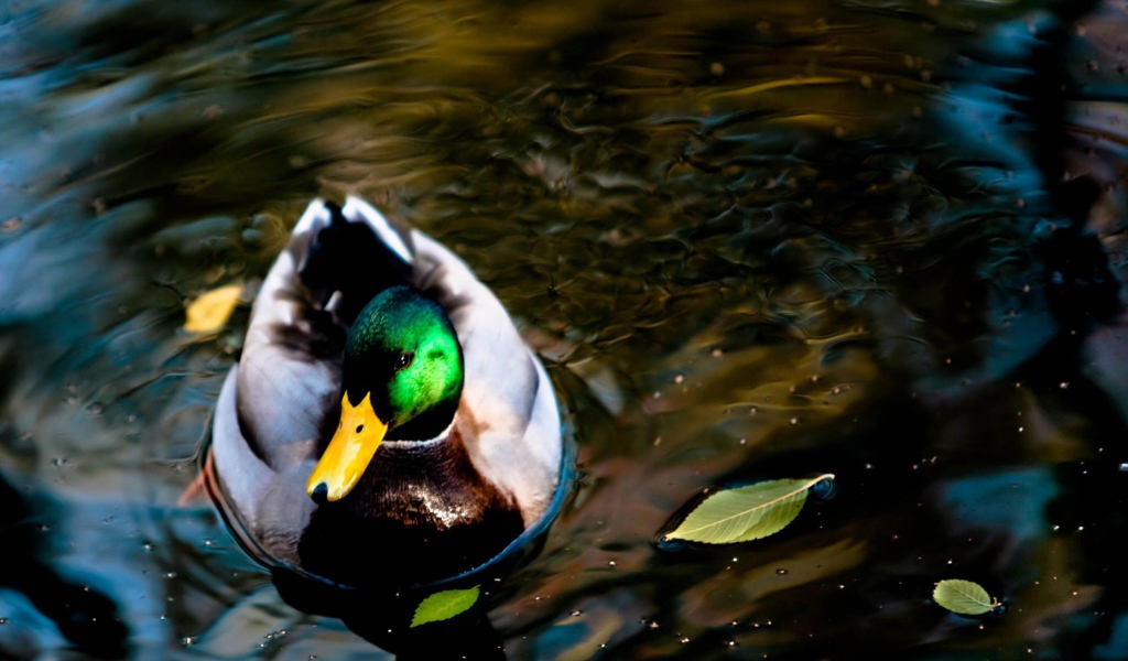 Дикая утка на озере