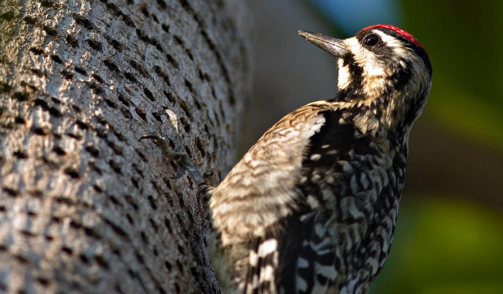 Дятел на дереве