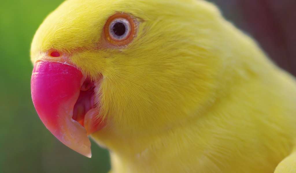 Желтый попугай