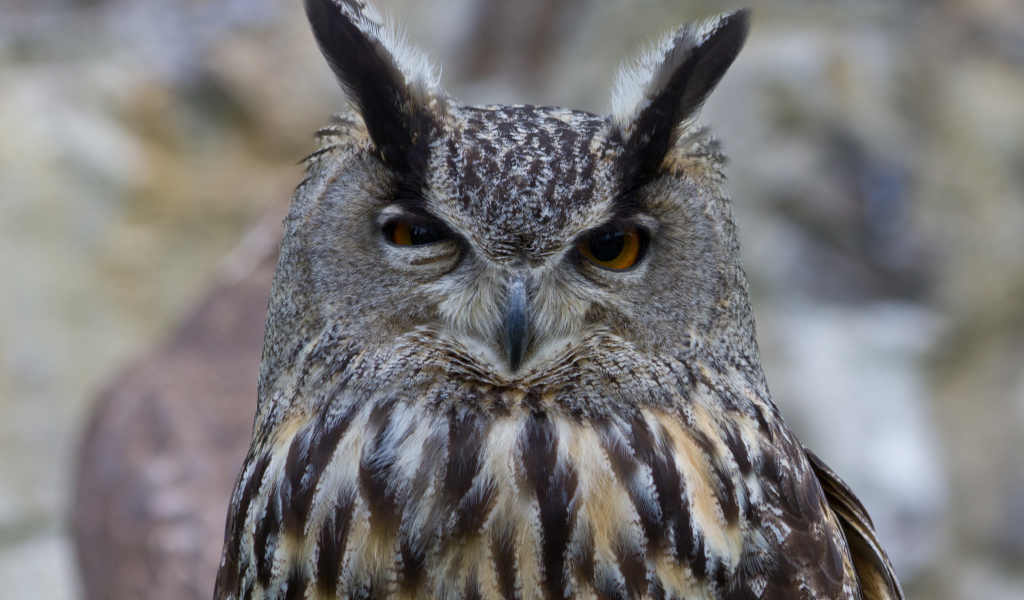 Взгляд филина