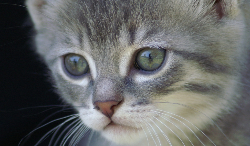 Грустный котик