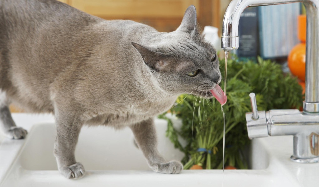 Кошка у крана