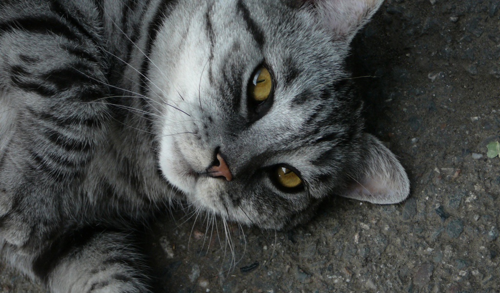 Кот на дороге