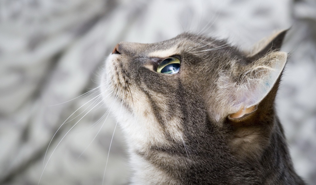 Кошка выжидает жертву