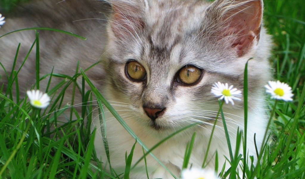 Котенок в ромашках