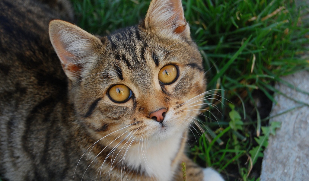 Котенок в траве