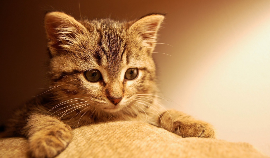 Маленький котенок