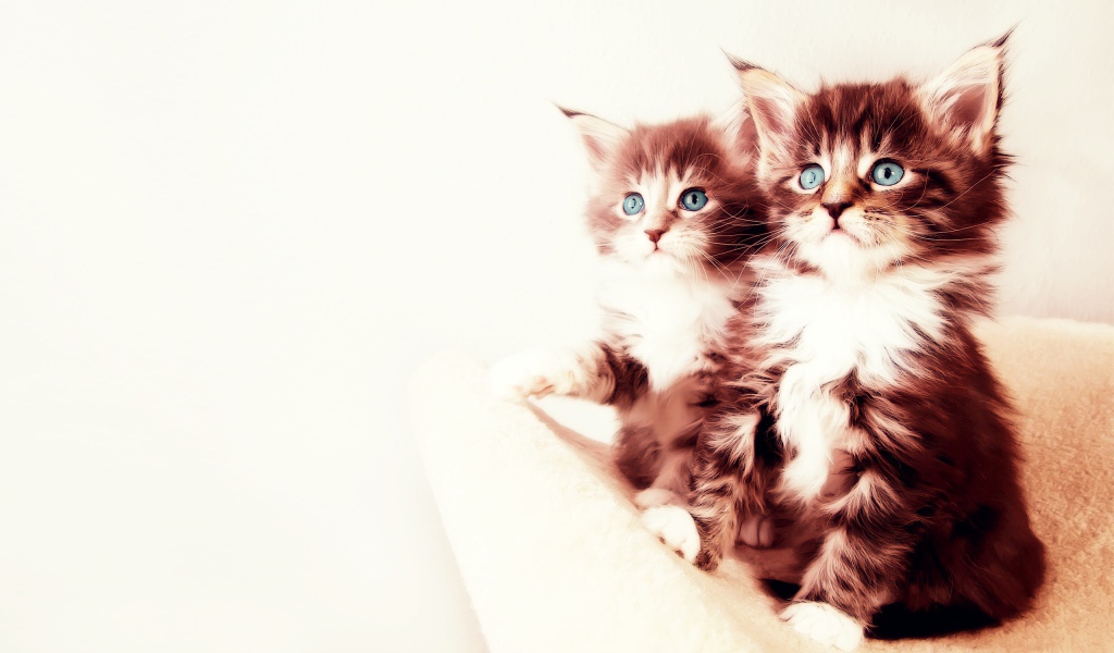 Два котенка