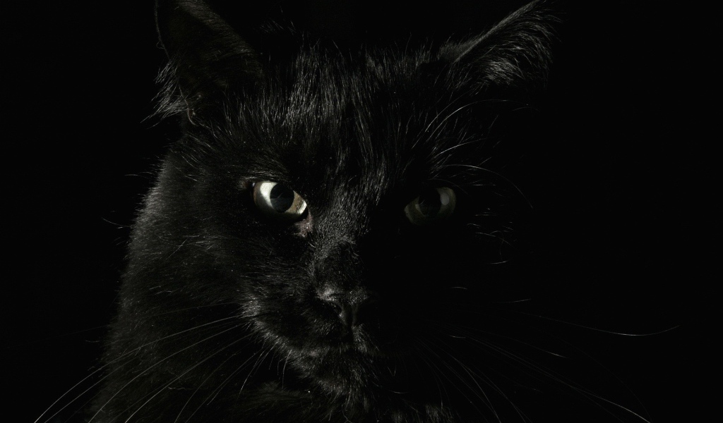 Черный кот на охоте