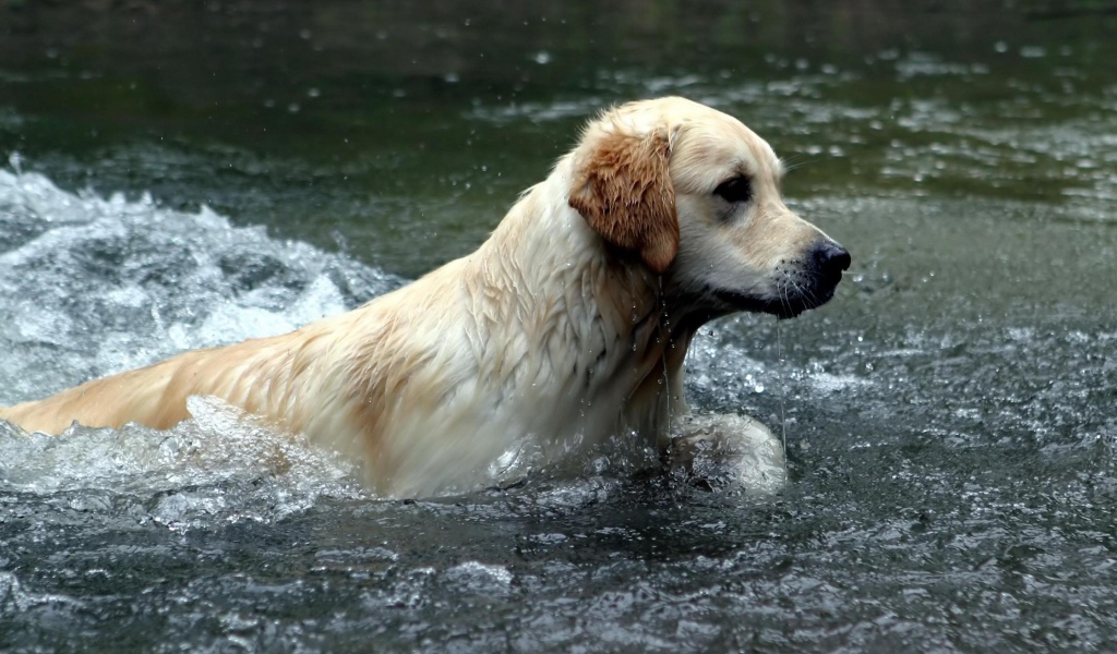 Австралийский лабрадор