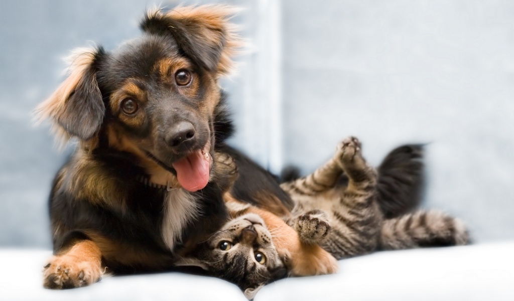 Собака и котенок