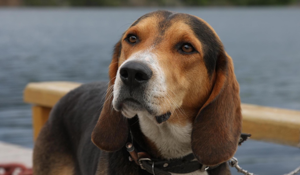 Собака у озера