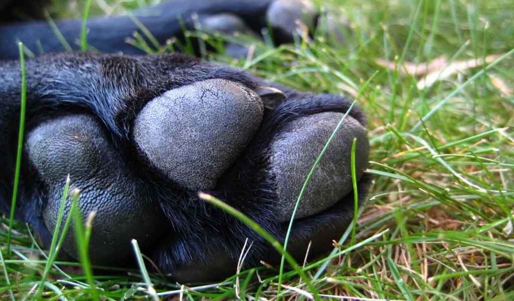 Собачья лапа