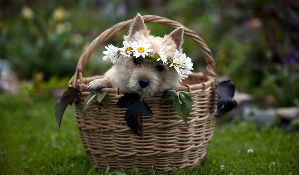 Собачка в корзине