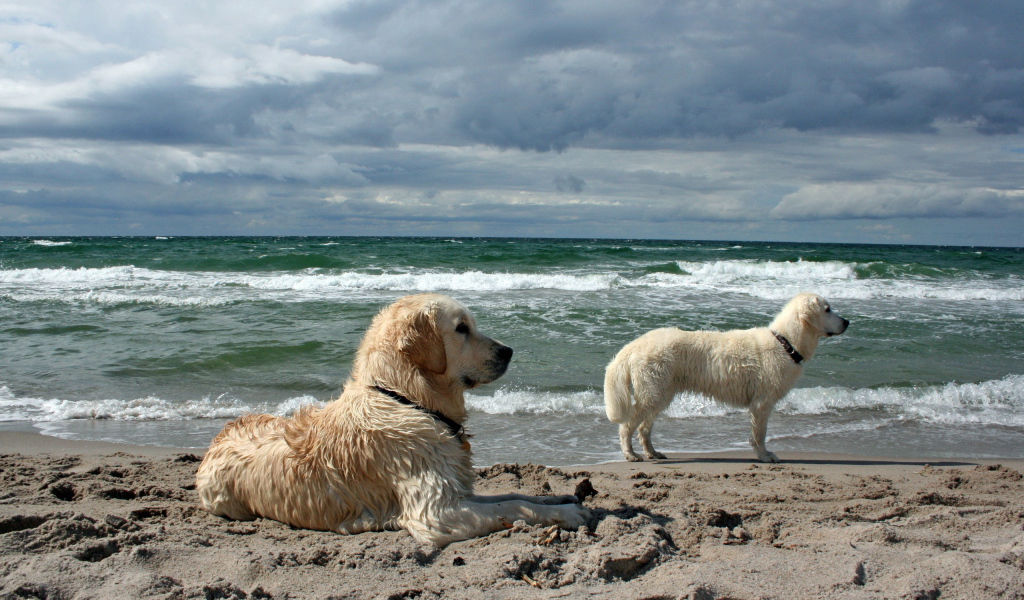 Собаки у моря