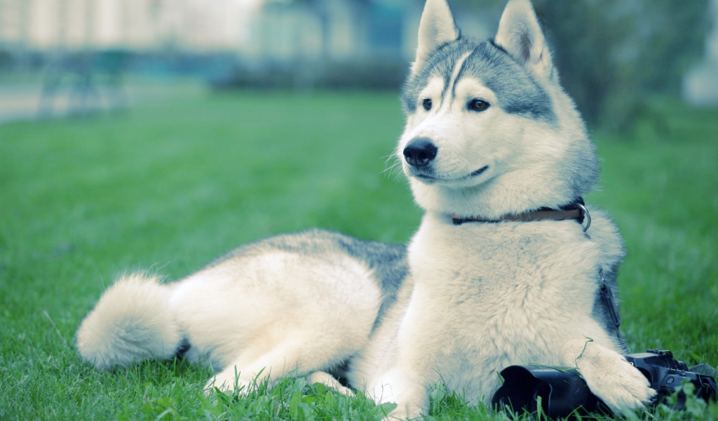 Хаски на траве