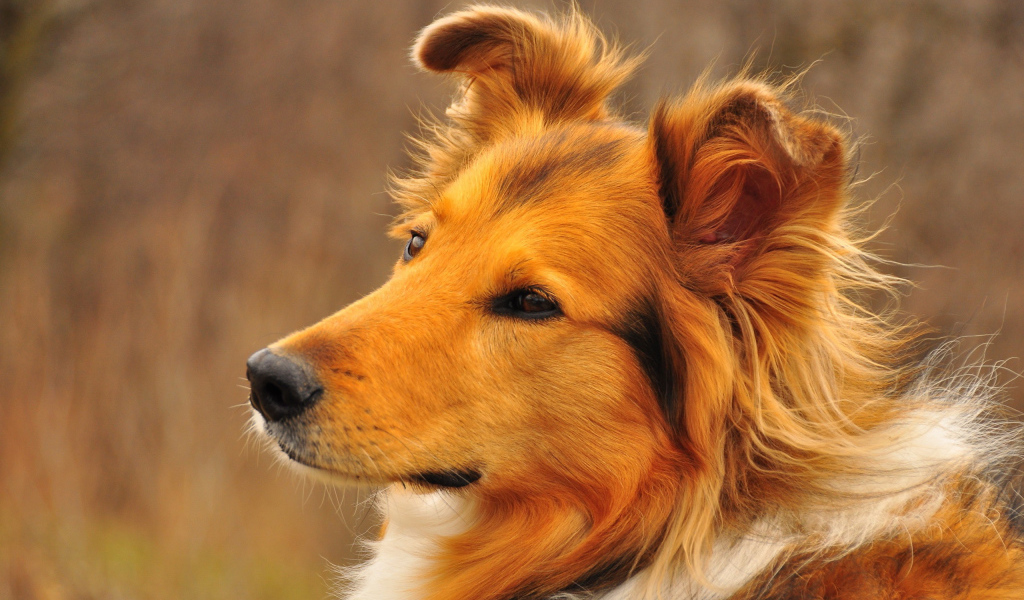 Красивая колли