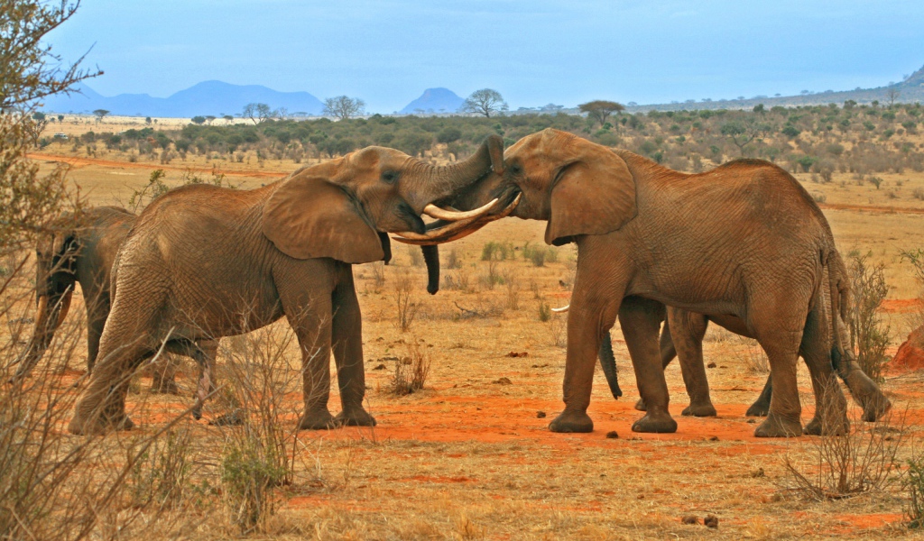 Борьба слонов