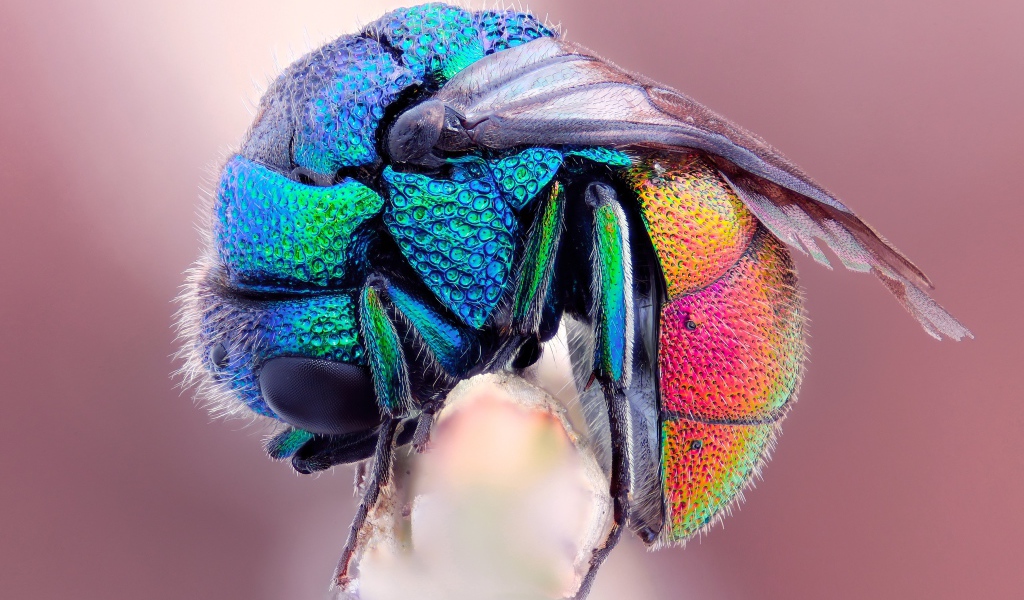 Яркая муха