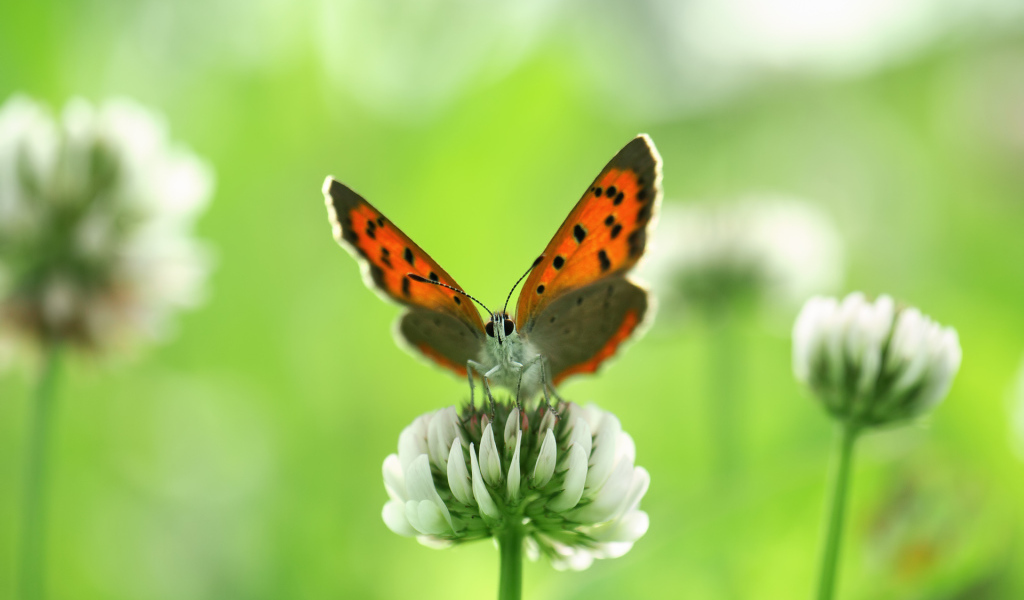 Бабочка и клевер