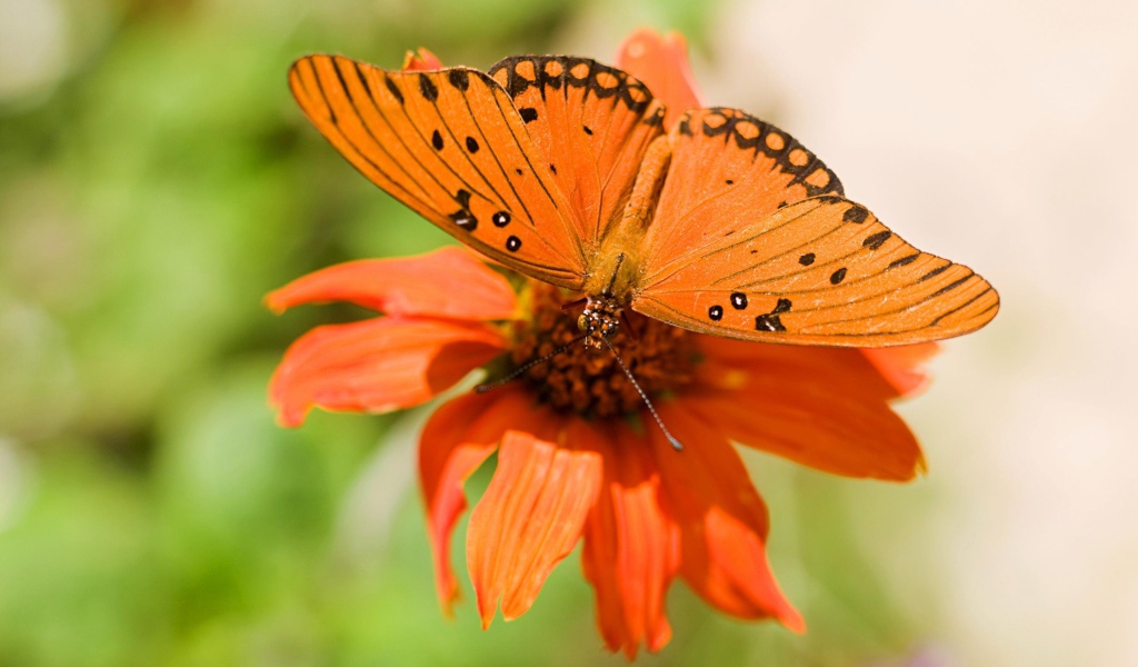 Бабочка и цветок