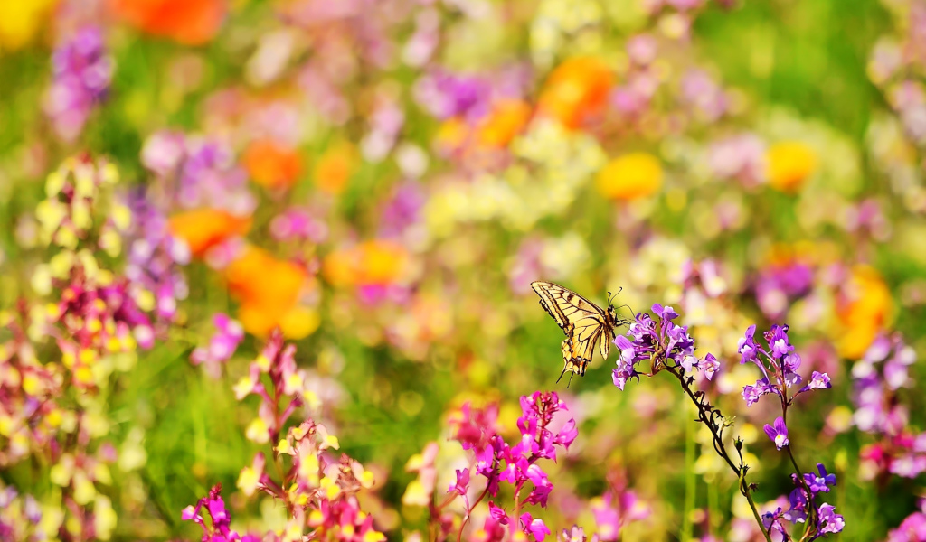 Бабочка и цветы
