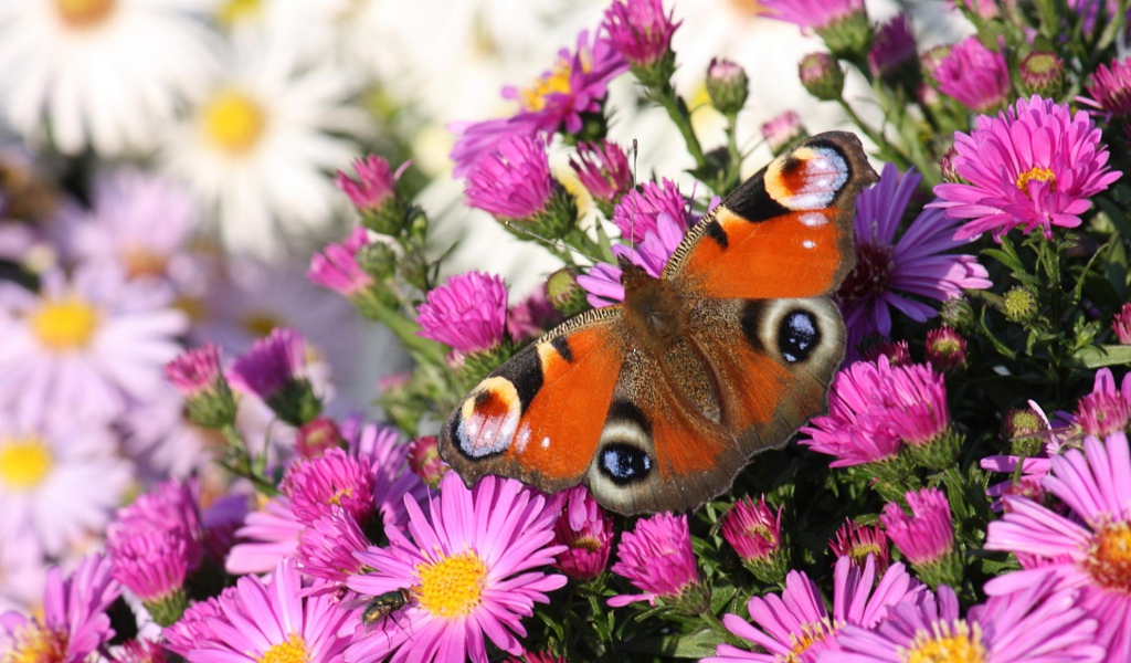 Бабочка и розовые цветы